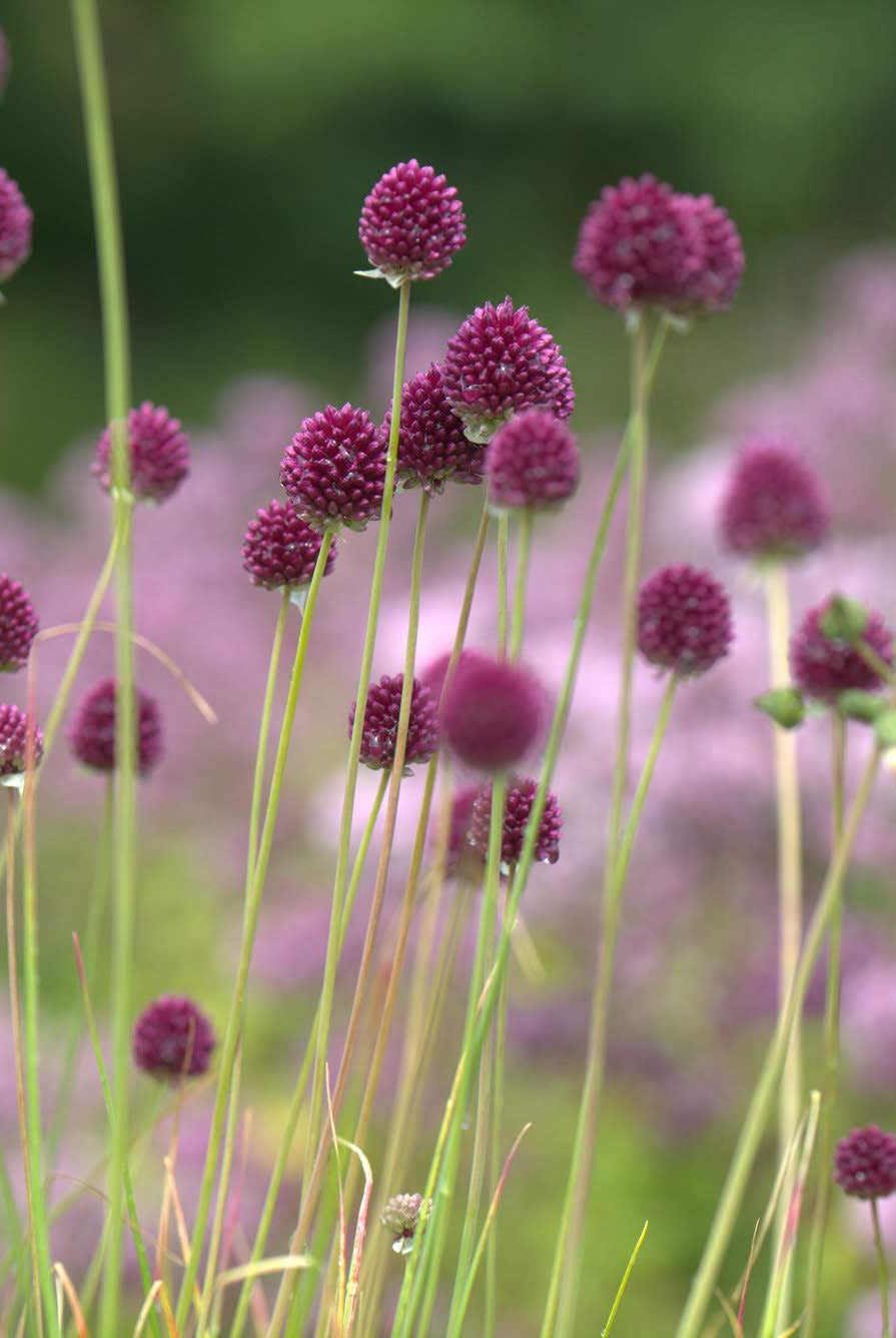 Slik lykkes du med høstplantede blomsterløk