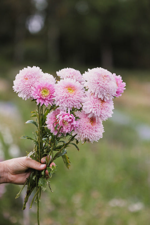 Kinaasters – en undervurdert skatt i snitthagen