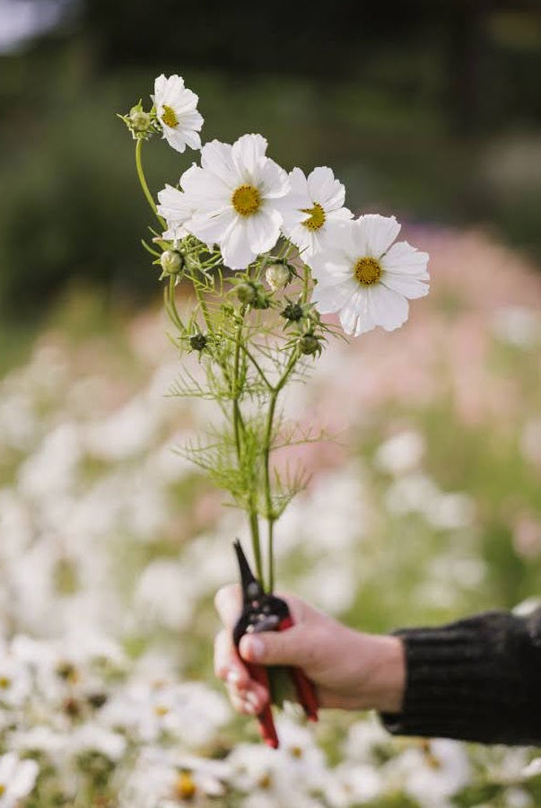 Cosmos blomster i full blomst i Blomsterhagen - rosa og hvite kosmosblomster