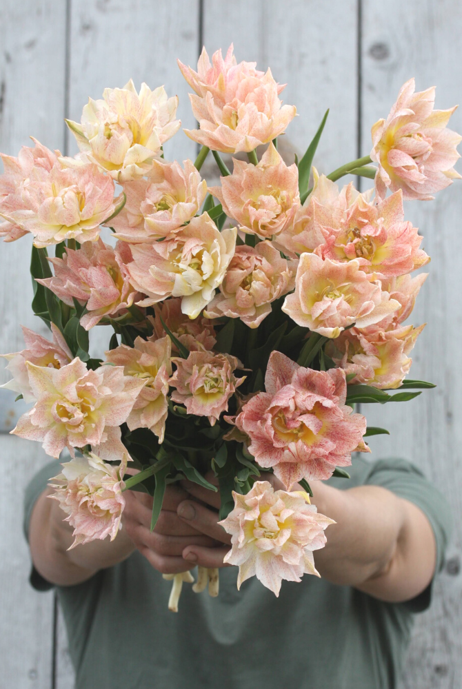 Dyrking og bruk av tulipaner