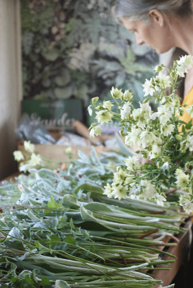 Dyrking og bruk av akeleier