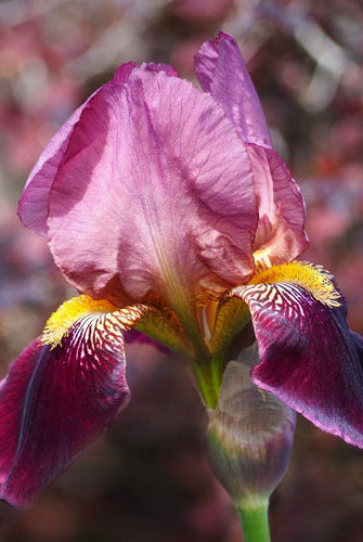 Dyrking og bruk av iris