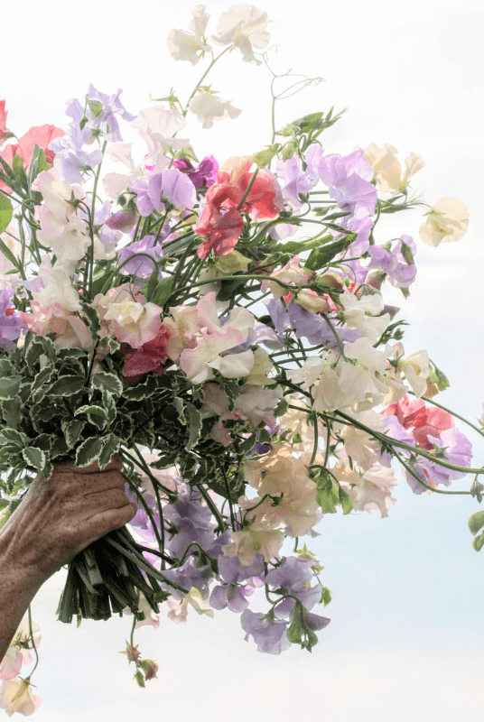 Dyrking og bruk av erteblomster
