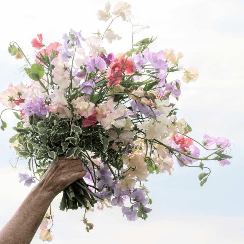 Dyrking og bruk av erteblomster