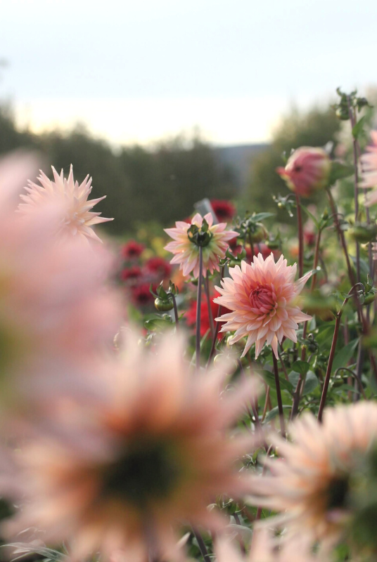 Dyrking og bruk av georginer