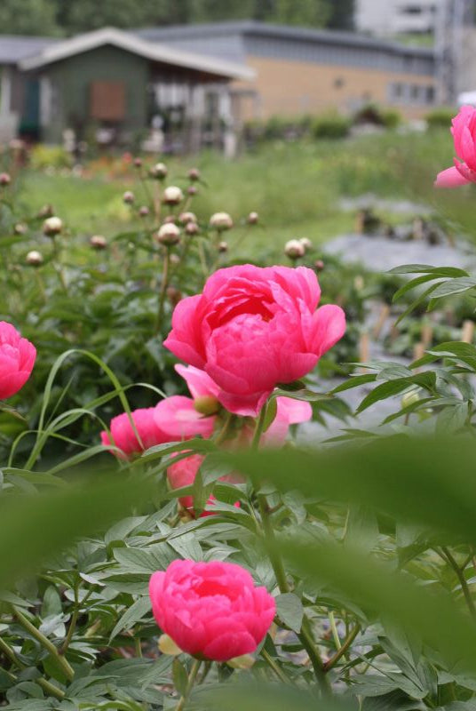 Dyrking og bruk av pioner