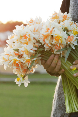 Gule og hvite narsisser i full blomst, klassiske vårblomster for hagen