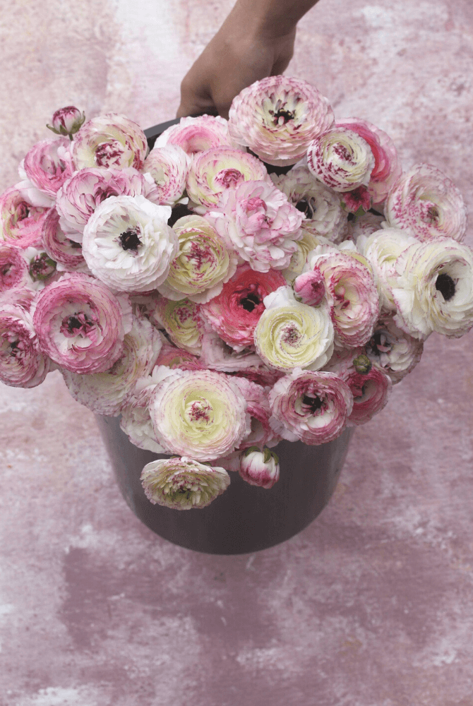 Dyrking og bruk av ranunkler