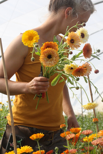 Dyrking og bruk av ringblomster