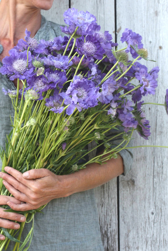 Dyrking og bruk av scabiosa