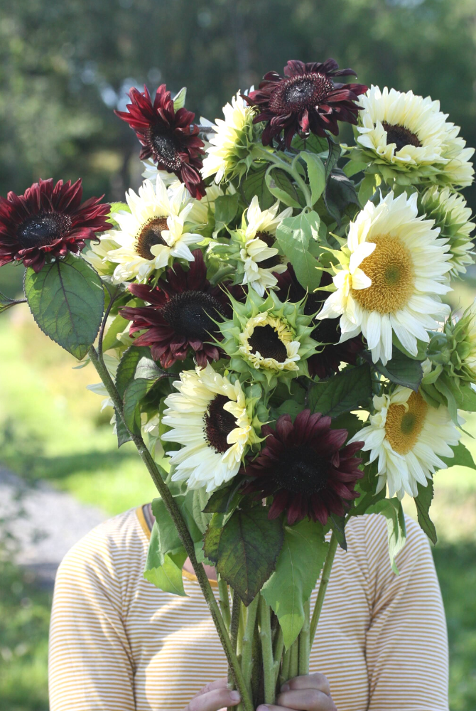 Dyrking og bruk av solsikker