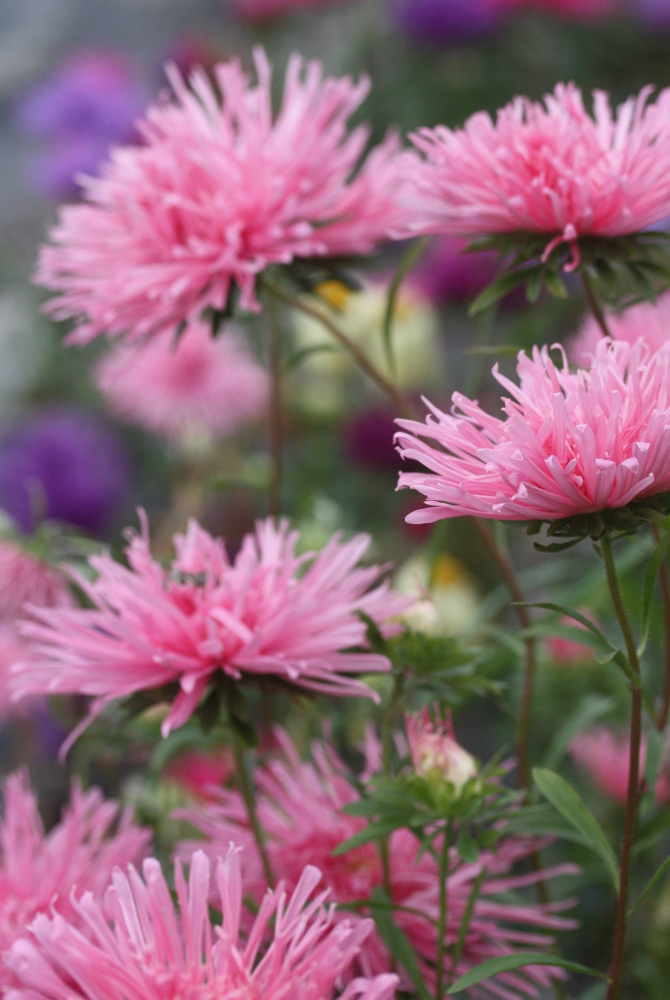 Dyrking og bruk av sommerasters