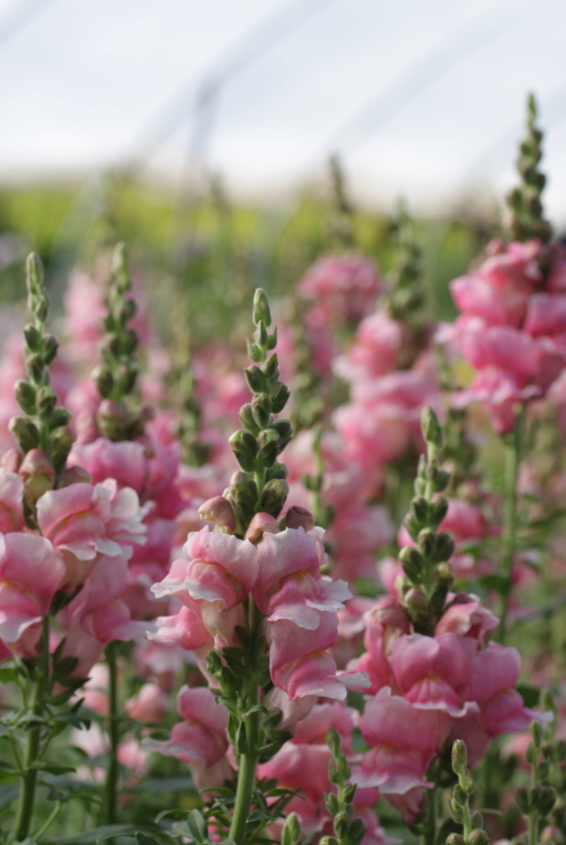 Dyrke løvemunn: Alt du må vite om såing, stell og blomstring