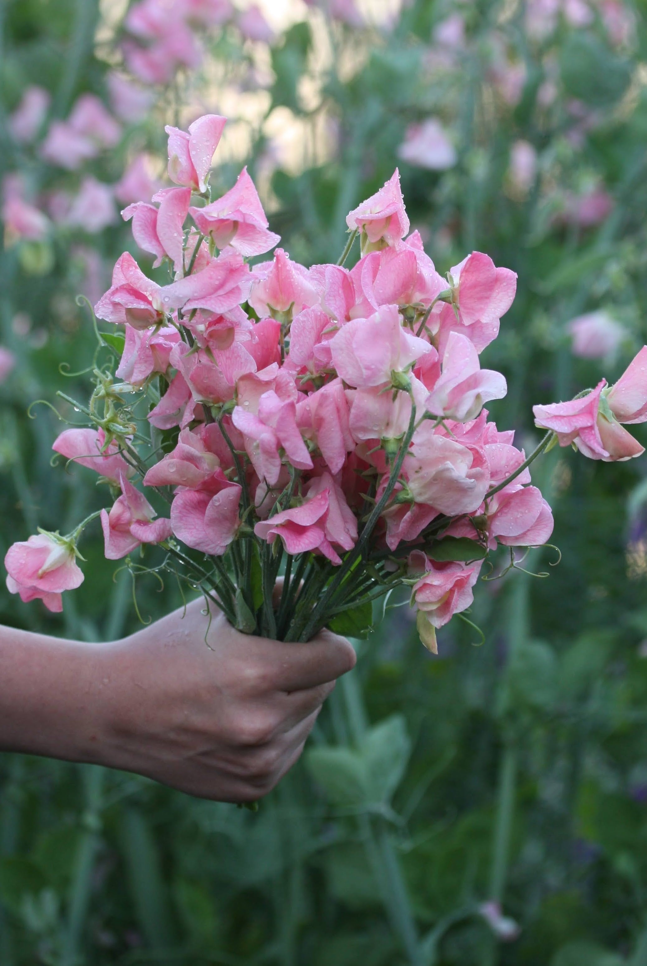 Erteblomster – slik lykkes du fra frø til flor