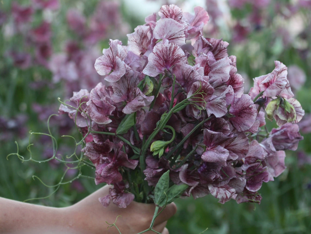 Erteblomster – dyrking, såing og stell av lathyrus (den duftende favoritten)