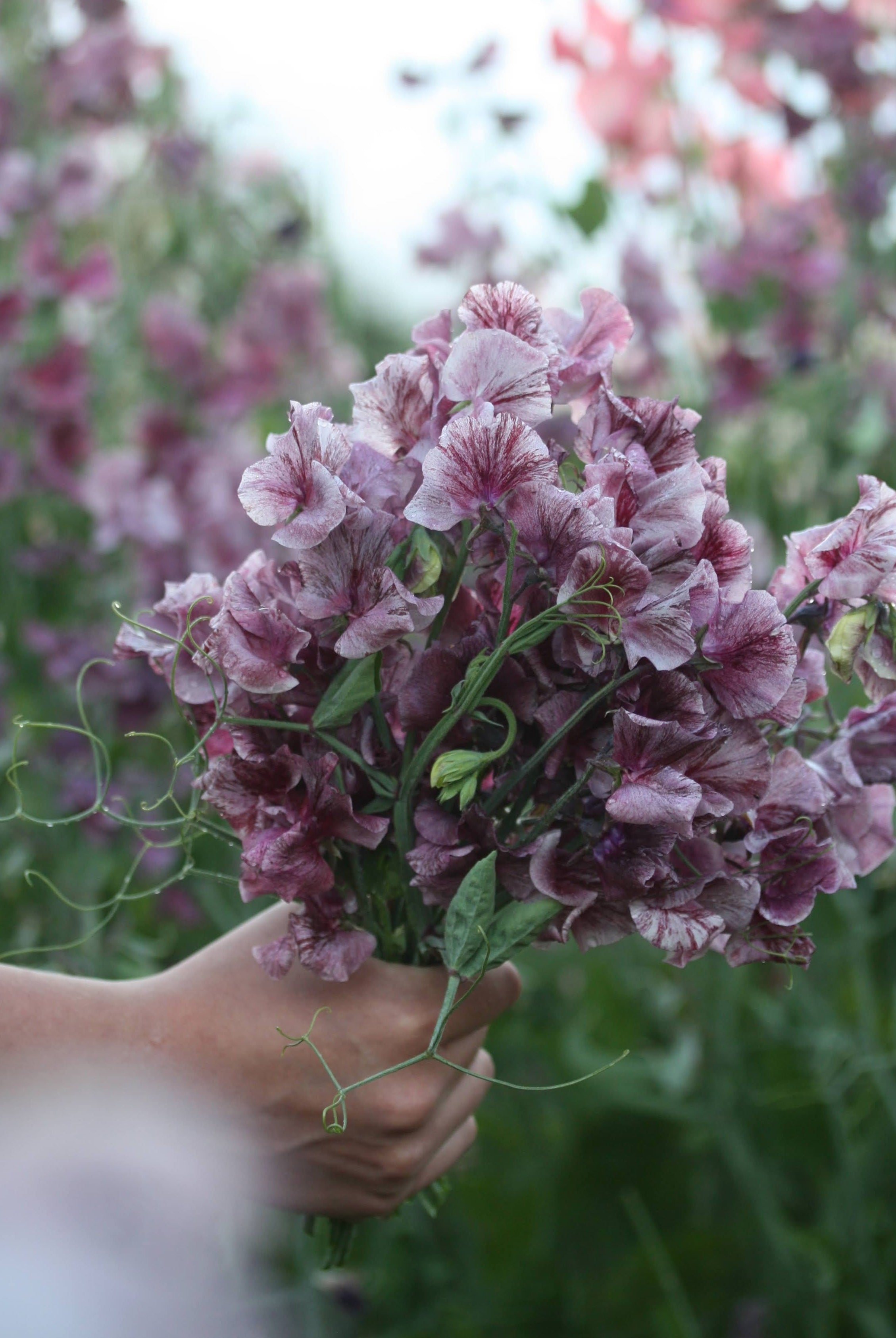 Erteblomster – dyrking, såing og stell av lathyrus (den duftende favoritten)