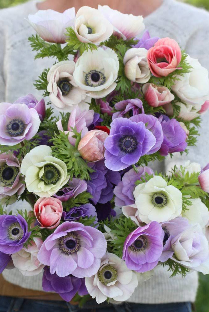 Anemoner – dyrking, planting og våre beste tips for sterke og vakre planter