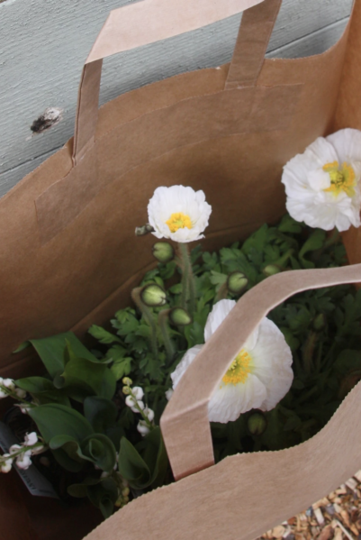Utplanting av spirende planter i hagen om våren - guide til riktig tidspunkt og herding