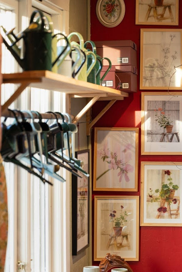 Pelargonia plakater – botaniske print, foto og digitale akvareller laget i Norge