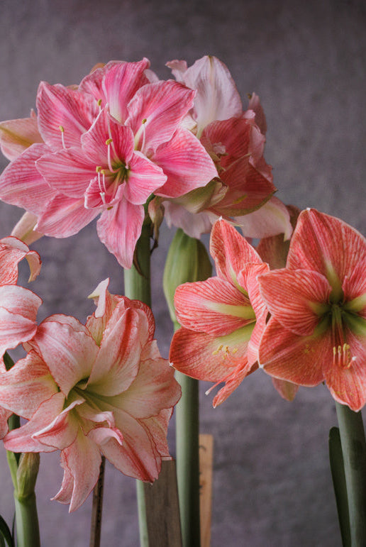 Dyrking og bruk av amaryllis