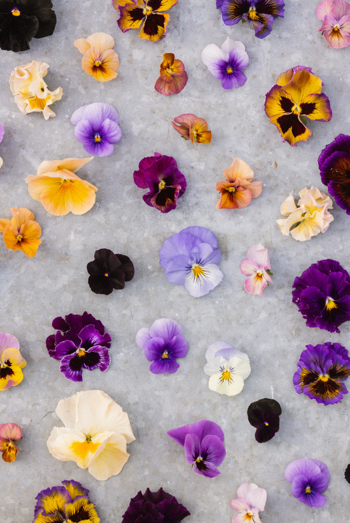 Fioler (Viola) – dyrking, stell og bruk i hage og buketter