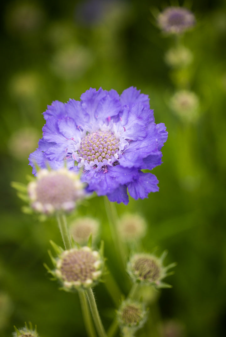Scabiosa som hageplante og snittblomst