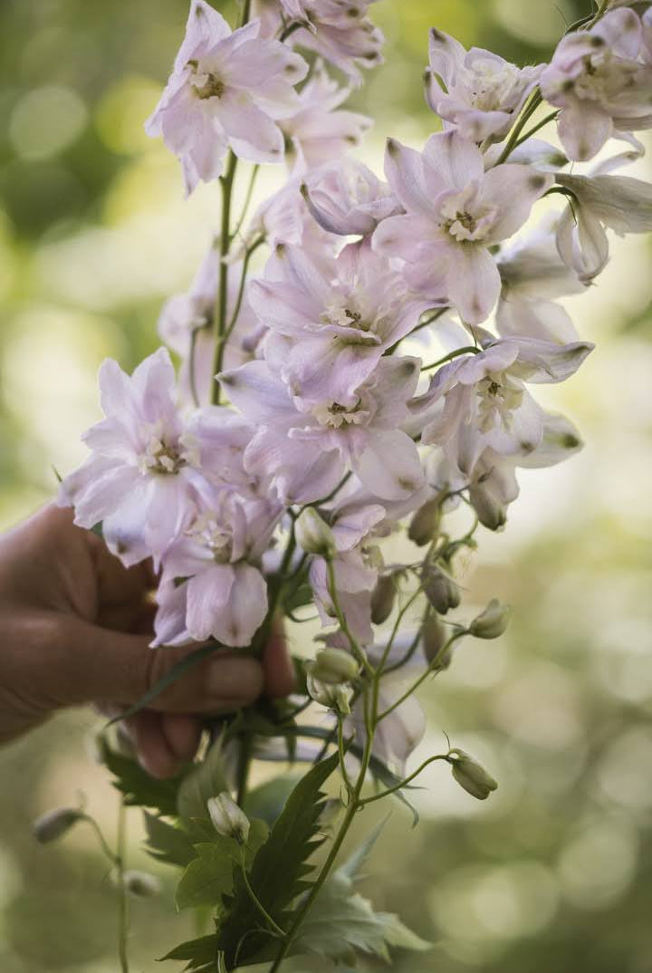 Riddersporer, staselige fantastiske snittblomster