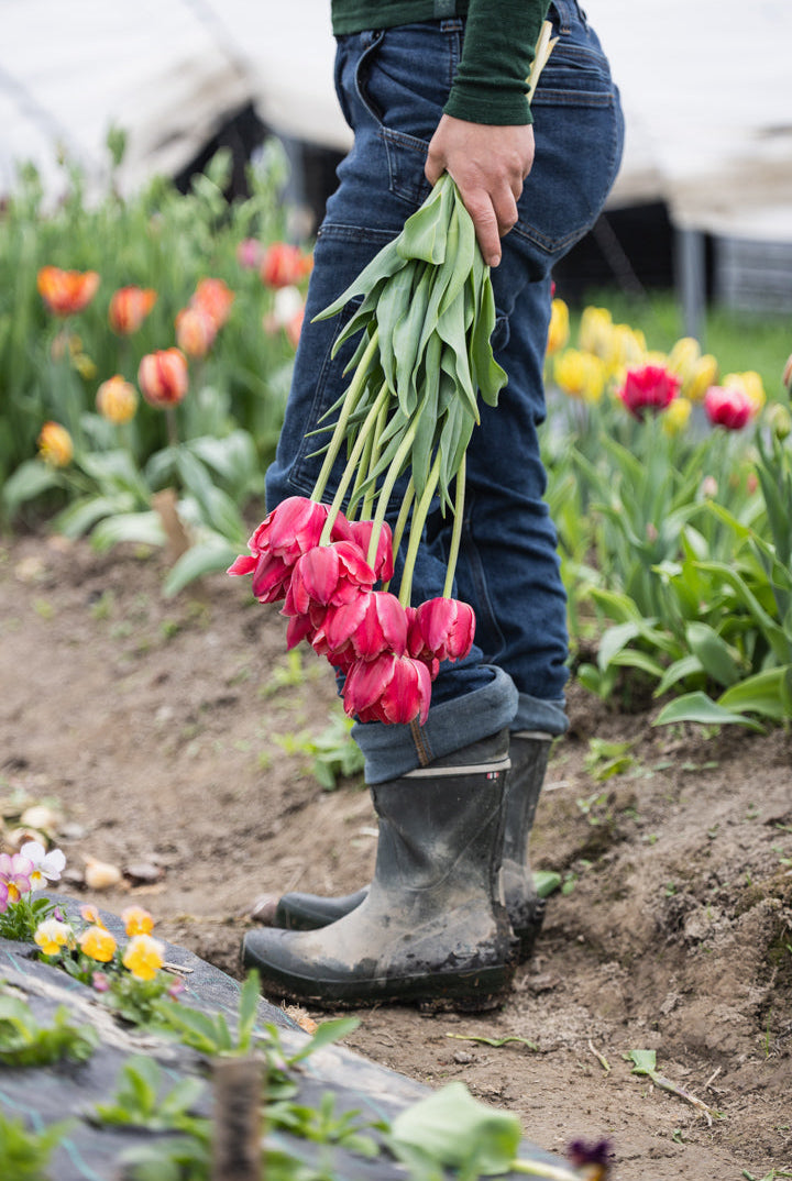 Vakre tulipaner i ulike farger, perfekte som snittblomster fra egen hage