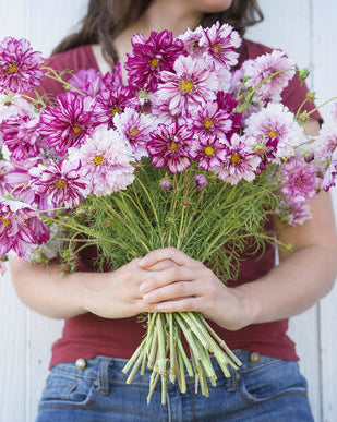 03311_01_double_click_bicolor_violet (1)
