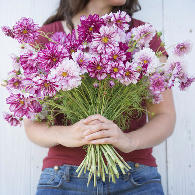03311_01_double_click_bicolor_violet (1)