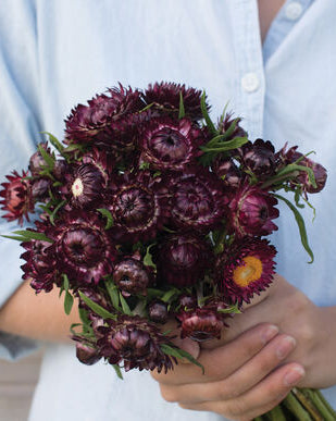 03441_01_purple_red
