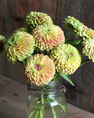 Zinnia Queen Lime with Blush med limegrønne og pudderrosa nyanser