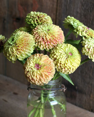 Zinnia Queen Lime with Blush med limegrønne og pudderrosa nyanser