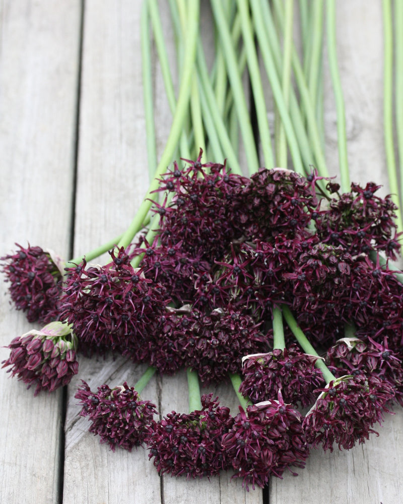 Prydløk Allium atropurpureum – nærbilde av små stjerneformede blomster i mørk burgunder