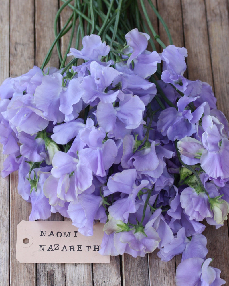 06223_Erteblomst_Anniversary_1