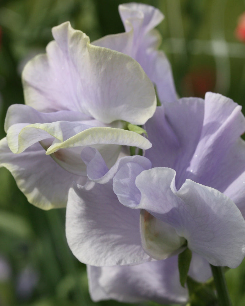 06223_Erteblomst_Anniversary_3