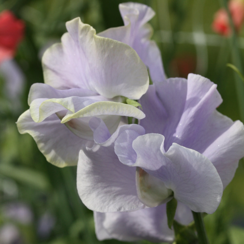 06223_Erteblomst_Anniversary_3