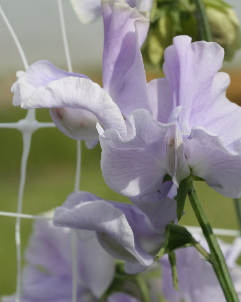 06223_Erteblomst_Anniversary_4