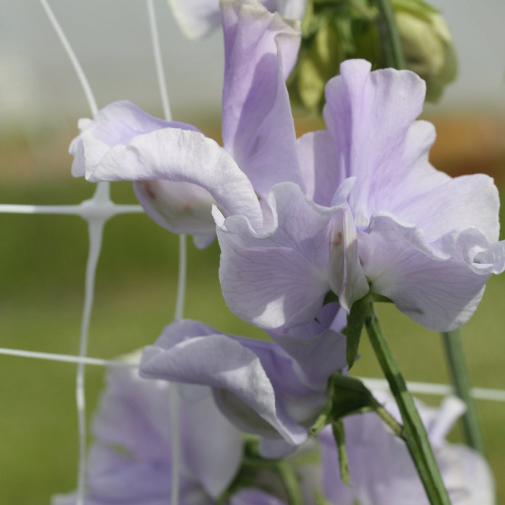 06223_Erteblomst_Anniversary_4