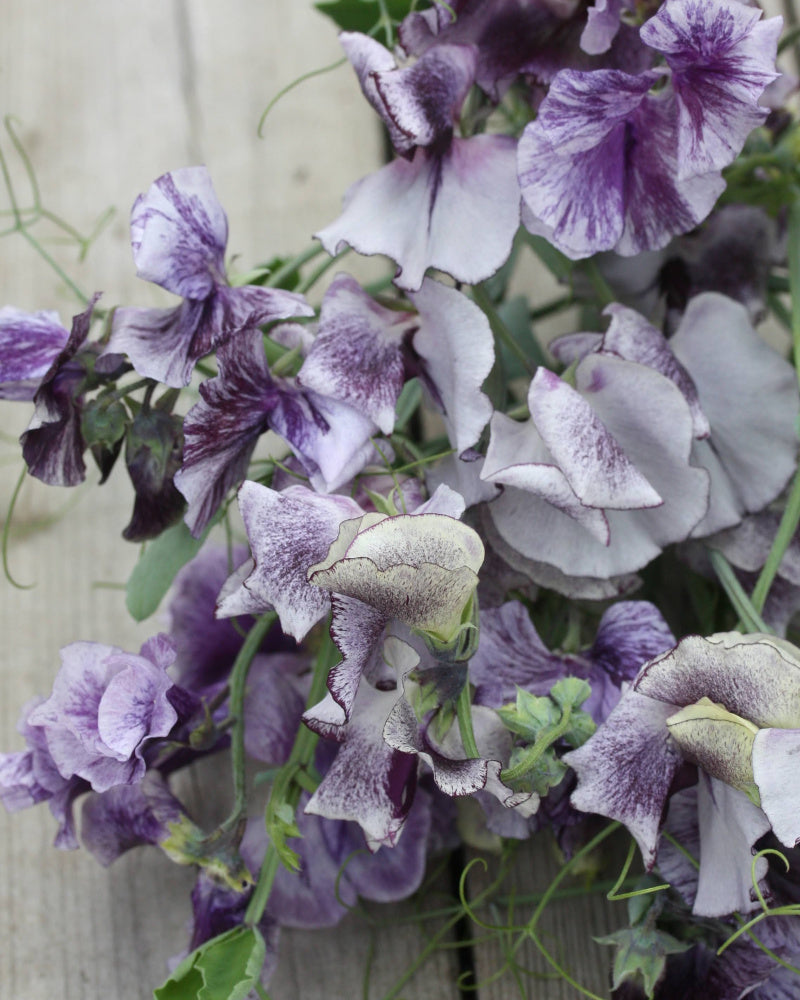 Erteblomst Nimbus - detaljbilde av det flakete mønsteret i blått og hvitt