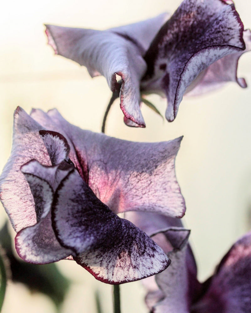 Erteblomst Nimbus blomster - kunstnerisk mønster i blått og hvitt