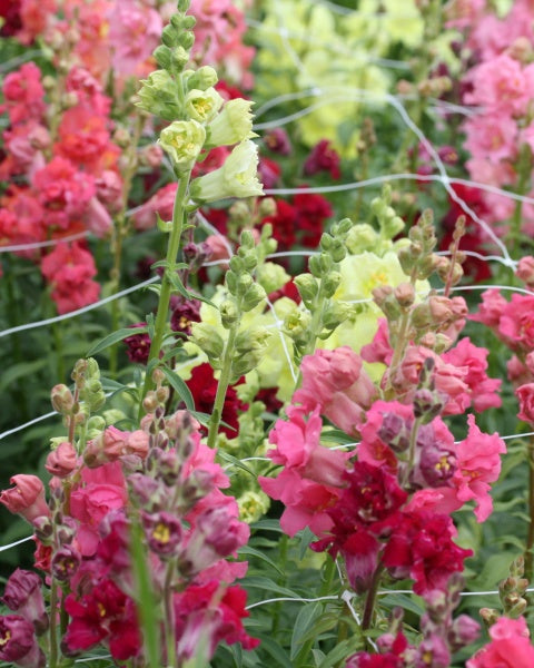 Løvemunn Madam Butterfly miks - detaljbilde av fargerike fylte blomster med delikate kronblader