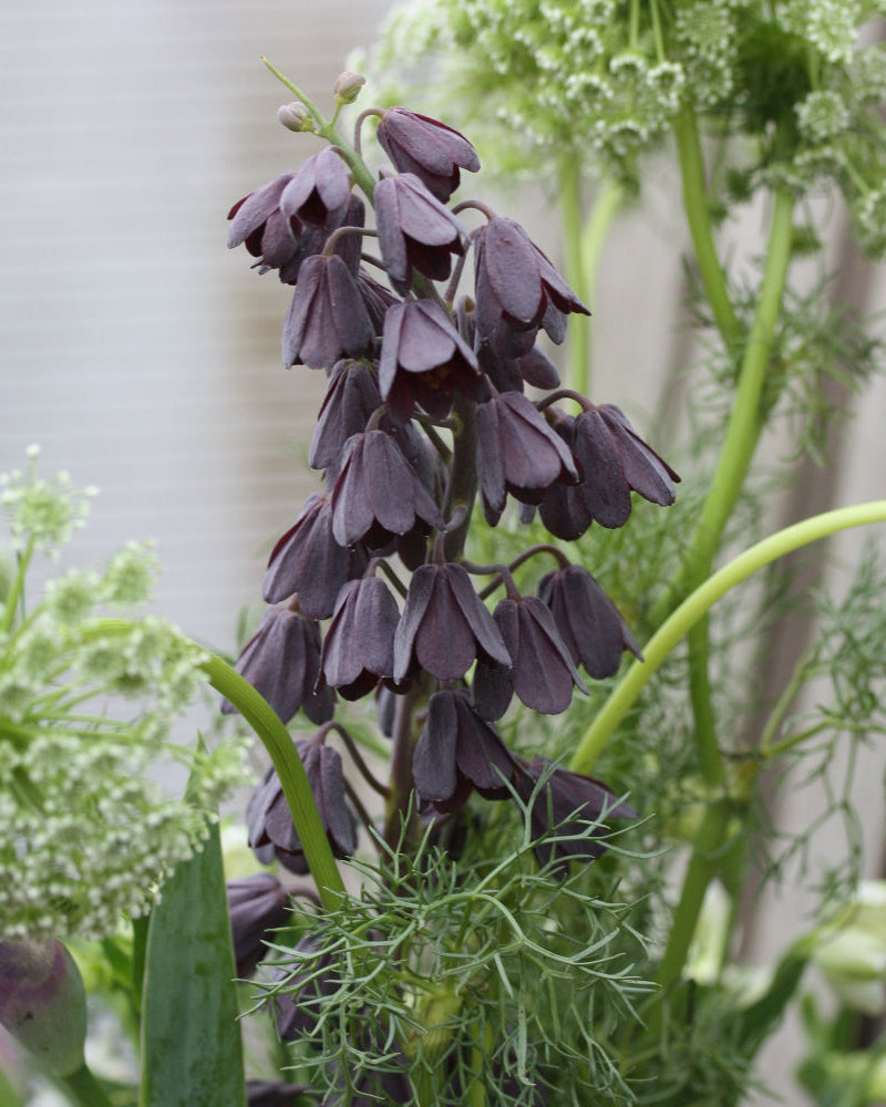 Persiakrone Fritillaria persica – nærbilde av mørke klokkeblomster i kjølig burgunder og plomme