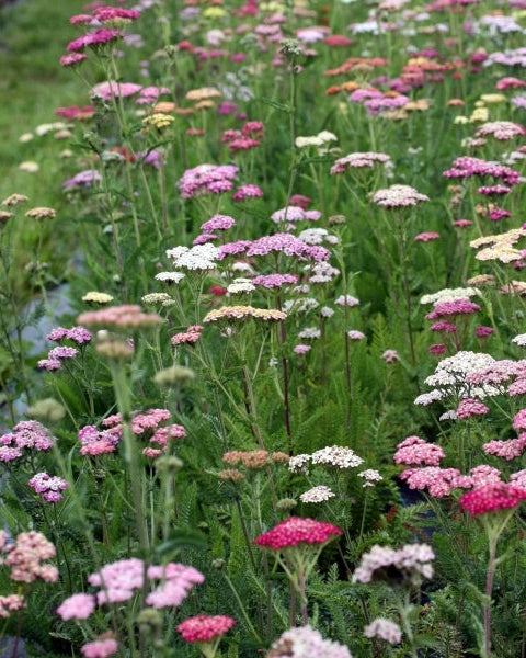 Bakkeryllik Colorado - nærbildet av blomstene