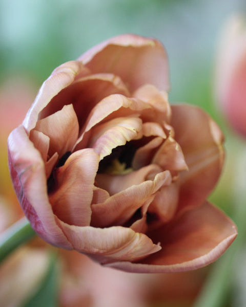 Tulipan La Belle Epoque – nærbilde av tett fylte kronblad i fersken, rosa og latte-toner