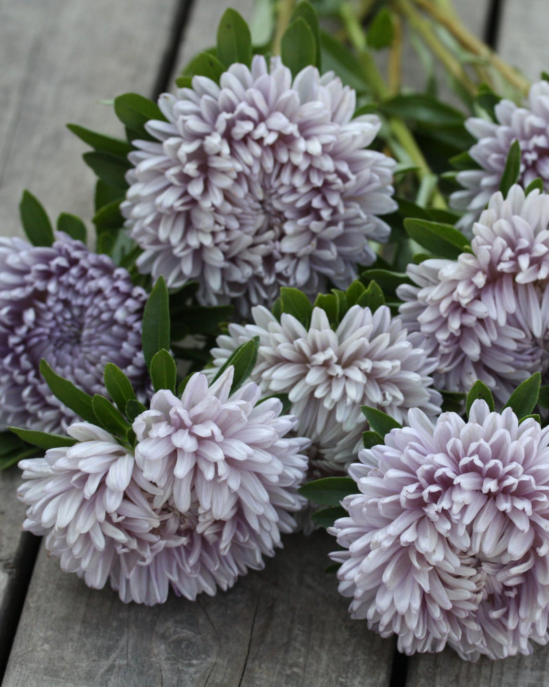 16548_Ett_rig_asters_Lady_Coral_Lavender_1