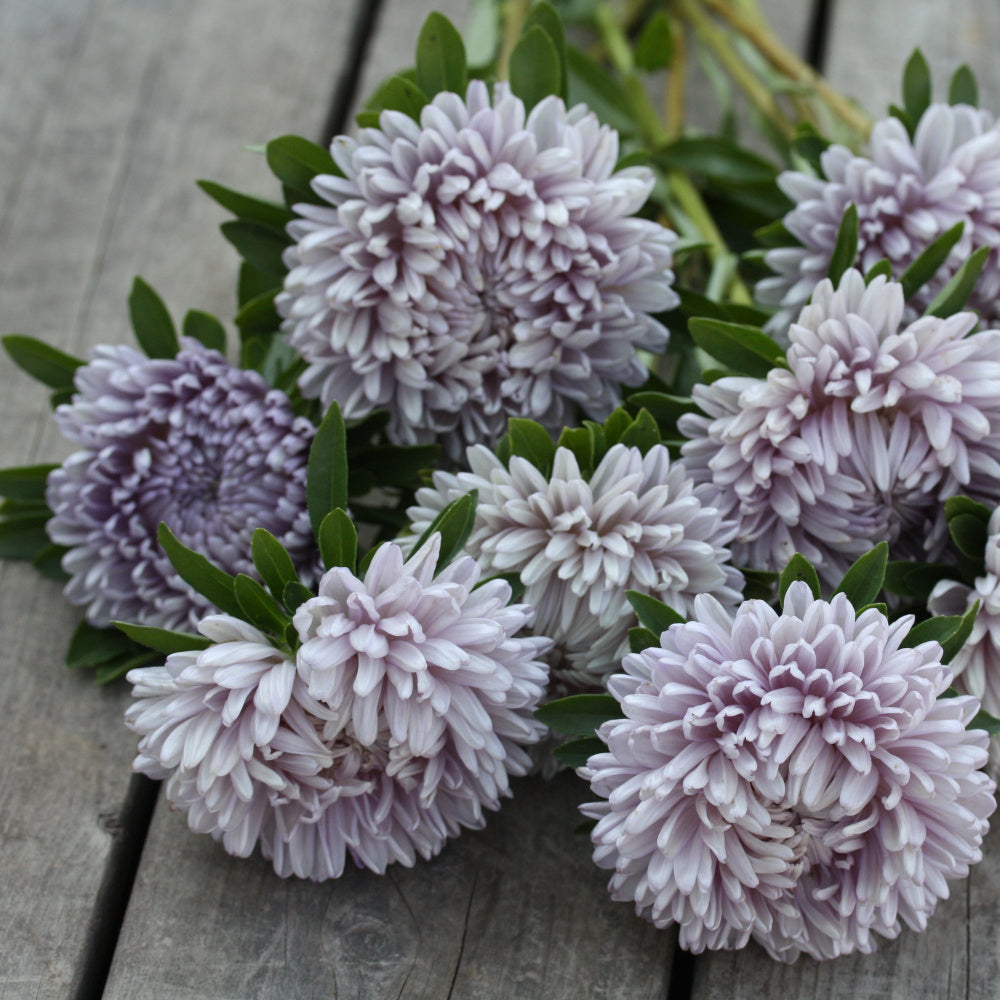 16548_Ett_rig_asters_Lady_Coral_Lavender_1