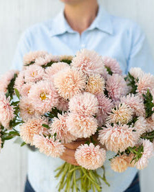 17129_Ett_rig_asters_King_Size_Apricot_1