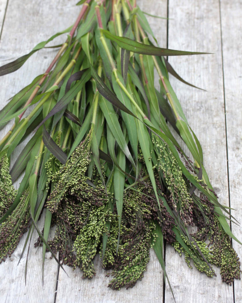 Panicum violaceum i bukett – strukturgivende sensommergrass med mykt buede aks