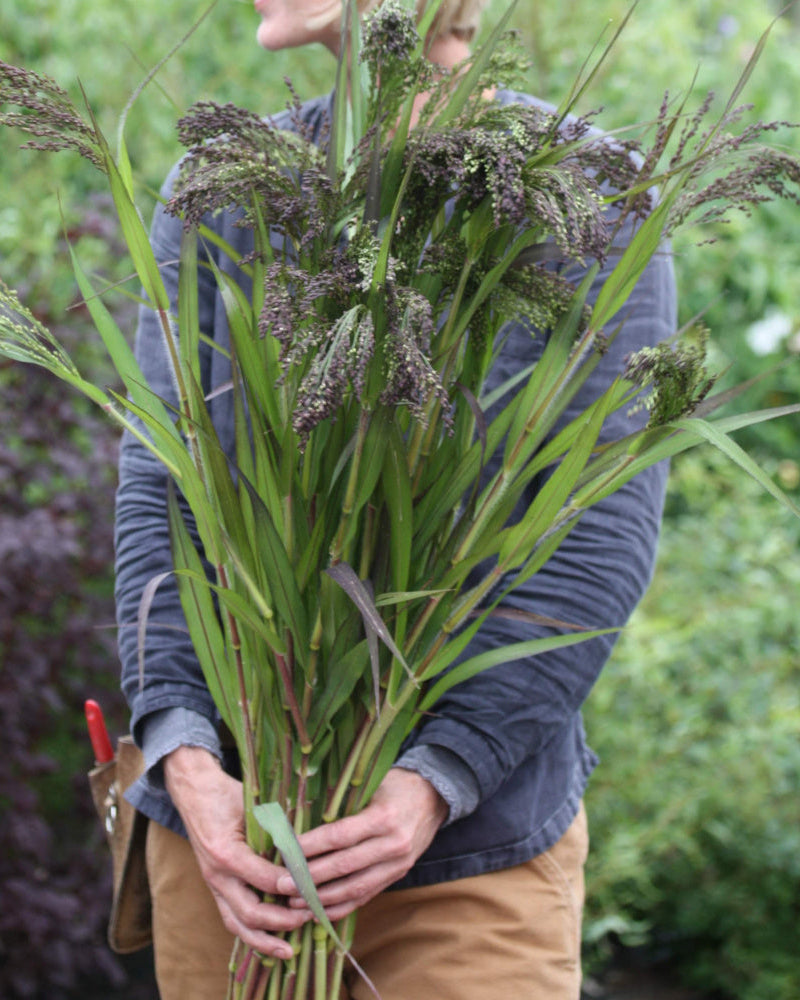 Hirse Violaceum – frodig og produktivt prydgress fra Blomsterhagen, perfekt til høstbuketter